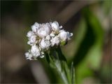 Antennaria dioica. Щиток с тычиночными (мужскими) соцветиями. Ленинградская обл., Кингисеппский р-н, Кургальский п-ов, берег оз. Белое, поляна в сосновом лесу. 29.05.2021.