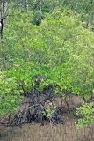 род Rhizophora. Вегетирующее растение. Малайзия, штат Саравак, национальный парк \"Бако\". 30.04.2008.