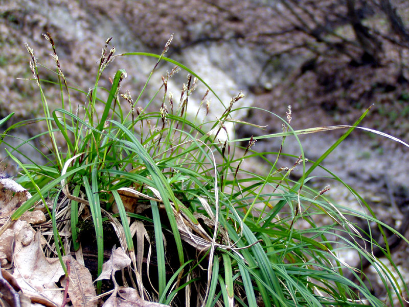 Image of Carex digitata specimen.