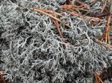 Cladonia arbuscula
