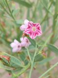 Poacynum pictum