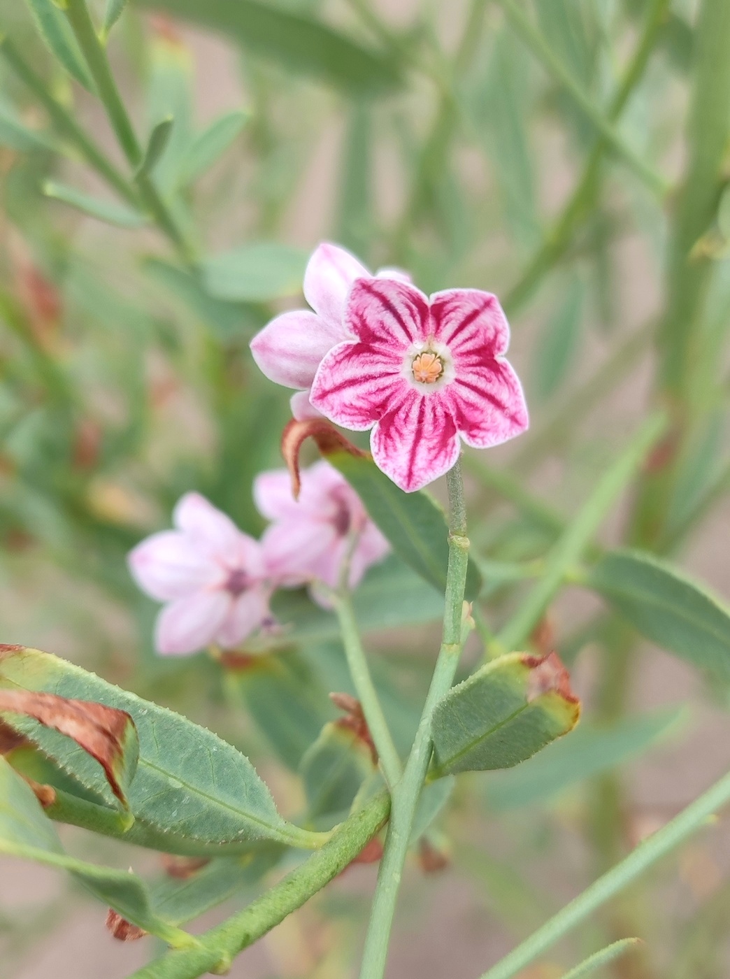 Image of Poacynum pictum specimen.