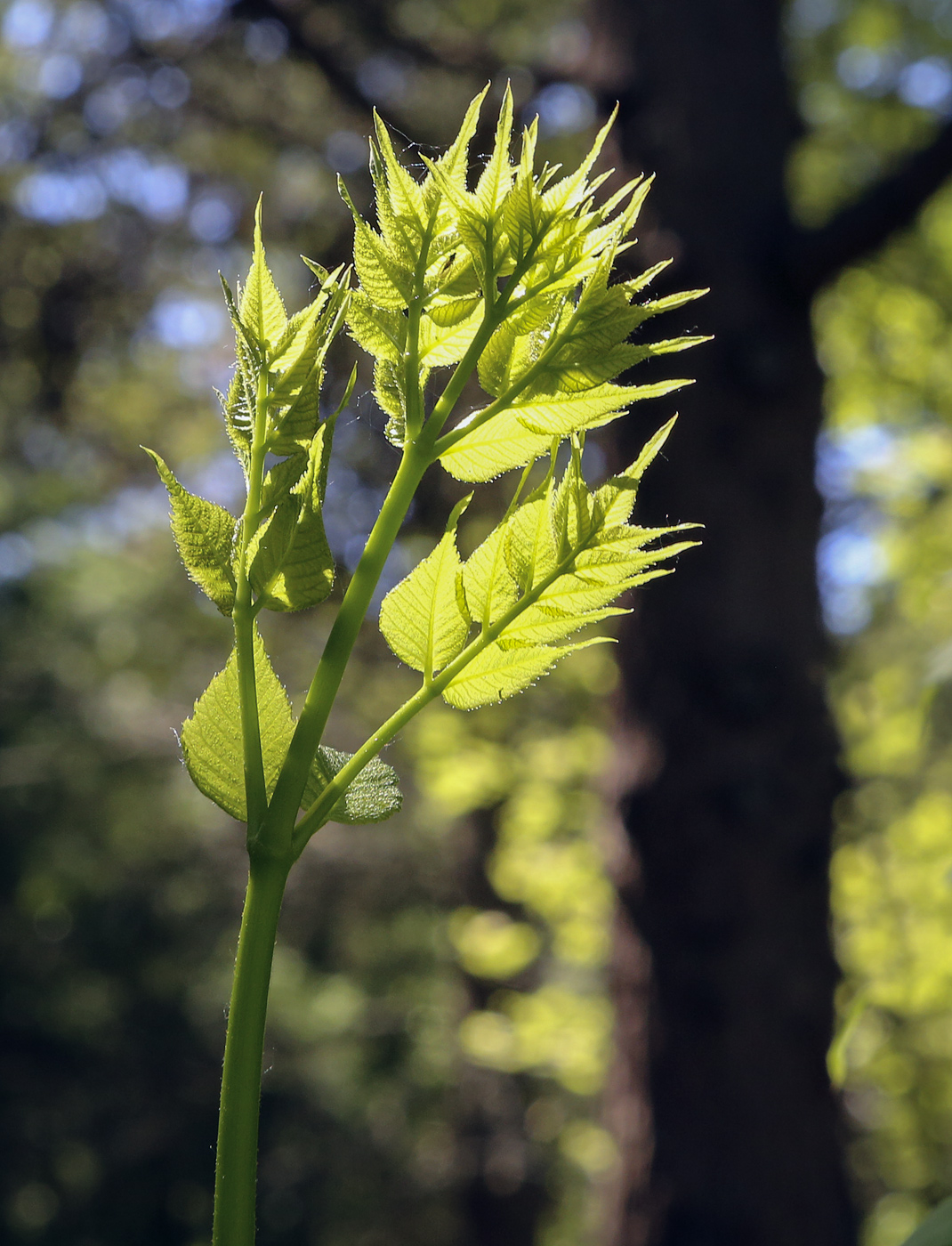 Image of Aralia elata specimen.