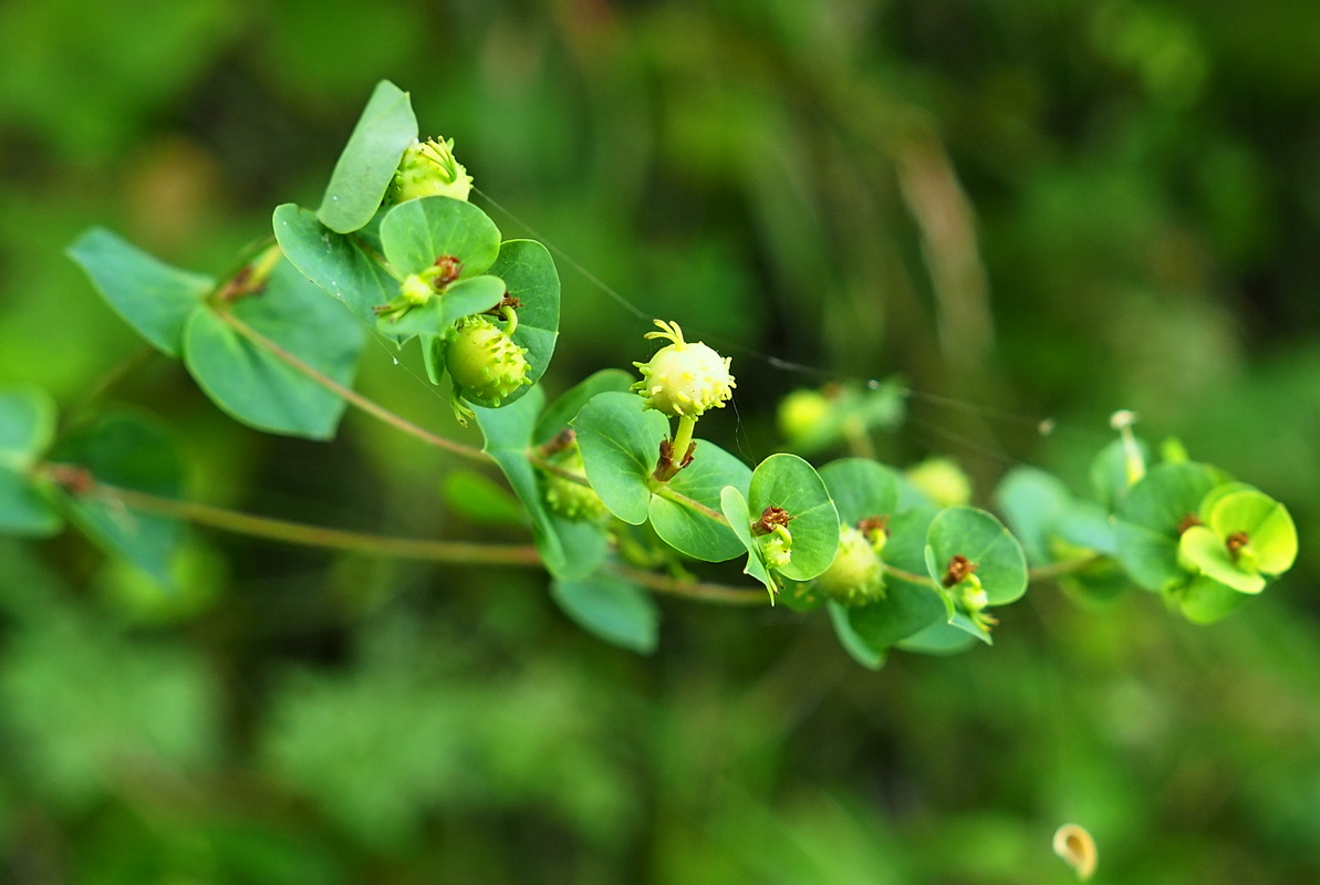 Image of Euphorbia stricta specimen.