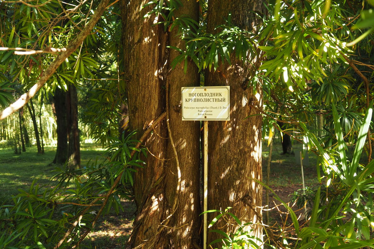 Image of Podocarpus macrophyllus specimen.