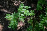 Sorbus commixta. Верхушка ветви взрослого дерева. Курильские о-ва, о-в Кунашир, вулкан Менделеева, ≈ 400 м н.у.м., широколиственный лес. 21.08.2022.