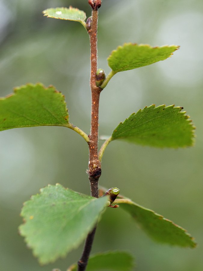 Изображение особи Betula czerepanovii.