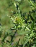 genus Cirsium