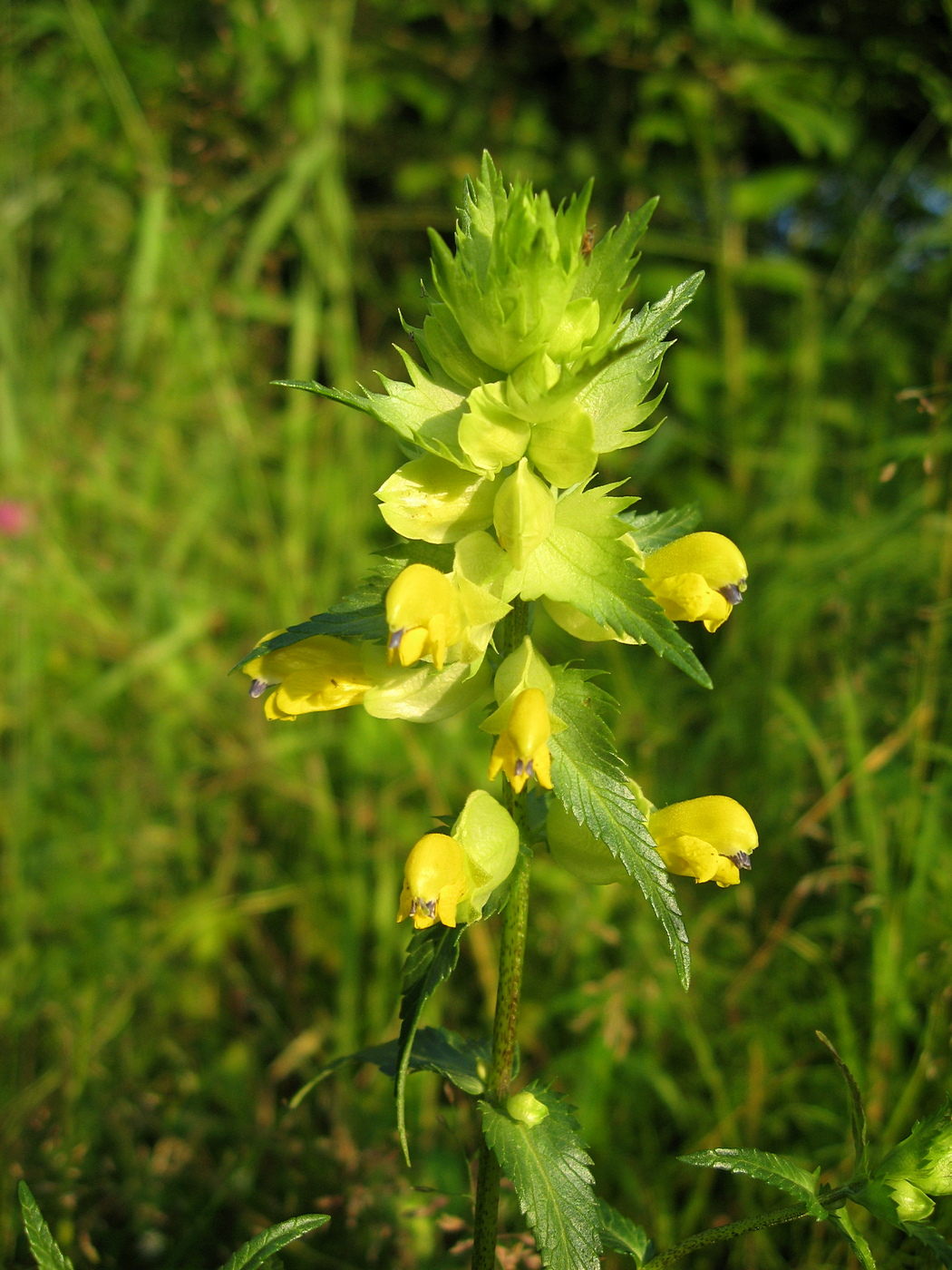 Изображение особи Rhinanthus aestivalis.