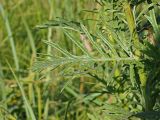 Senecio erucifolius. Лист срединной формации (адаксиальная сторона). Ульяновская обл., Мелекесский р-н, окр. с. Сабакаево, местами поросший ивняком солонцеватый луг. 07.08.2022.