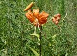 Lilium lancifolium. Верхушка цветущего растения. Приморский край, ГО Партизанск, западная окр. Партизанской ГРЭС, склон. 27.07.2021.