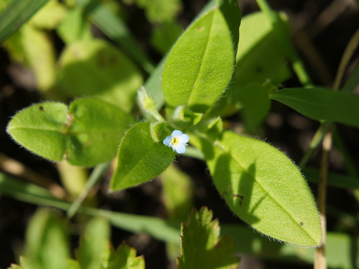 Изображение особи род Myosotis.