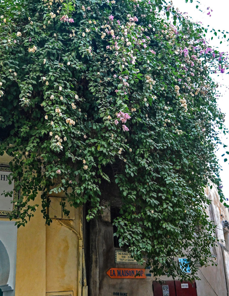 Image of Bougainvillea glabra specimen.