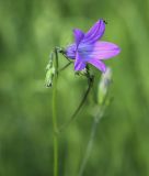 Campanula patula. Цветок и бутон с сидящим насекомым. Владимирская обл., окр. г. Александров, опушка в сосновом бору. 10.06.2022.