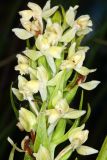 Dactylorhiza ochroleuca. Часть соцветия. Республика Башкортостан, Дуванский р-н, окр. с. Озеро, восточный участок Озерского болота. 22 июля 2022 г.