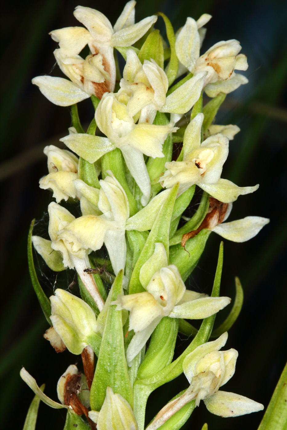 Изображение особи Dactylorhiza ochroleuca.