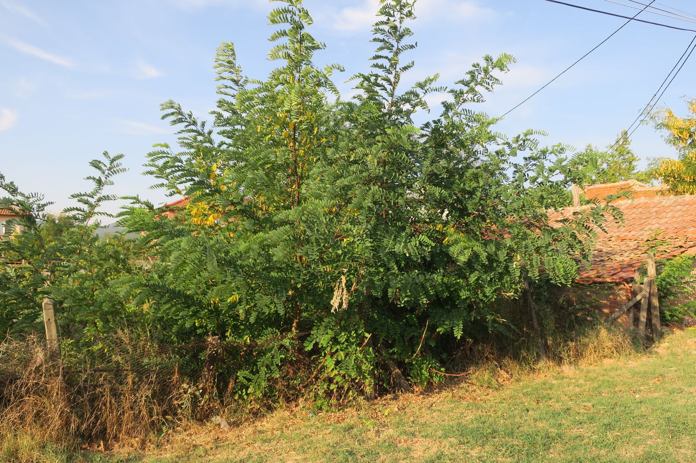 Image of Robinia pseudoacacia specimen.