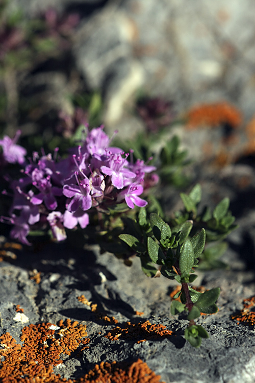 Изображение особи Thymus incertus.