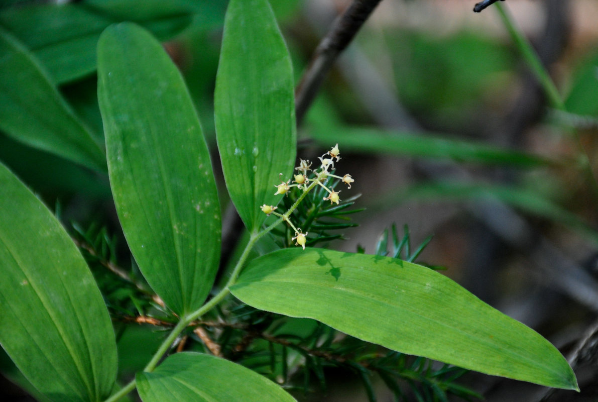 Изображение особи Smilacina dahurica.