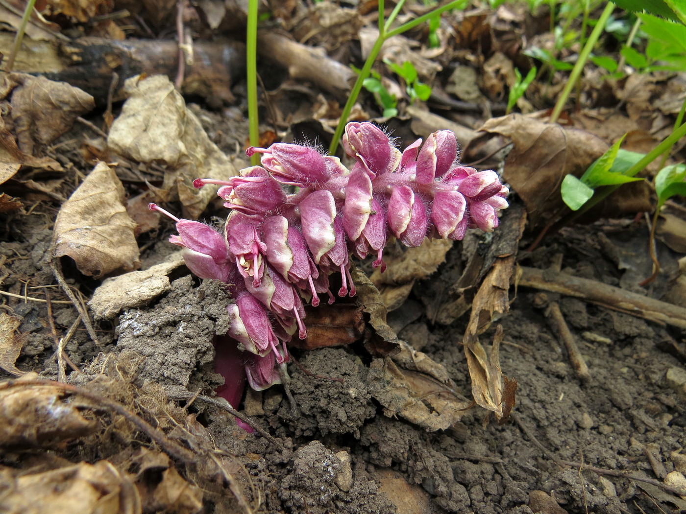 Изображение особи Lathraea squamaria.