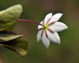 Trientalis arctica