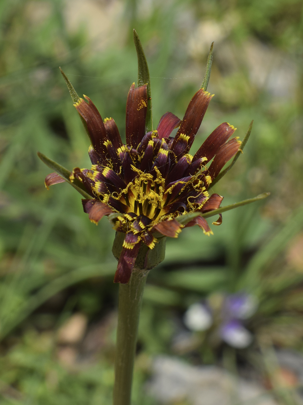 Image of Tragopogon crocifolius specimen.