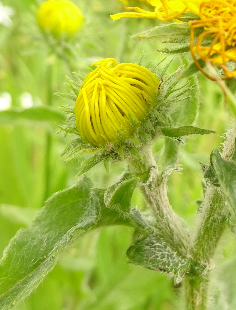 Image of Inula britannica specimen.