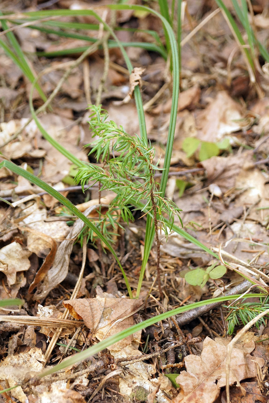 Изображение особи Juniperus communis.