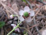 Chimaphila umbellata. Цветок. Тверская обл., Весьегонский р-н, сосновый лес по берегу Рыбинского вдхр. 14.07.2009.