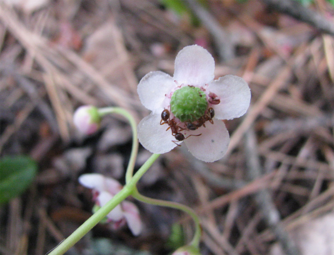 Изображение особи Chimaphila umbellata.