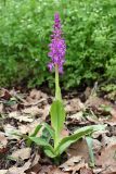 Orchis mascula. Цветущее растение (высота — 41 см, длина соцветия — 16 см). Республика Дагестан, Кумторкалинский р-н, окр. Буйнакского перевала, хр. Нарат-Тюбе. Разреженный дубовый лес в лощине. 24 апреля 2023 г.