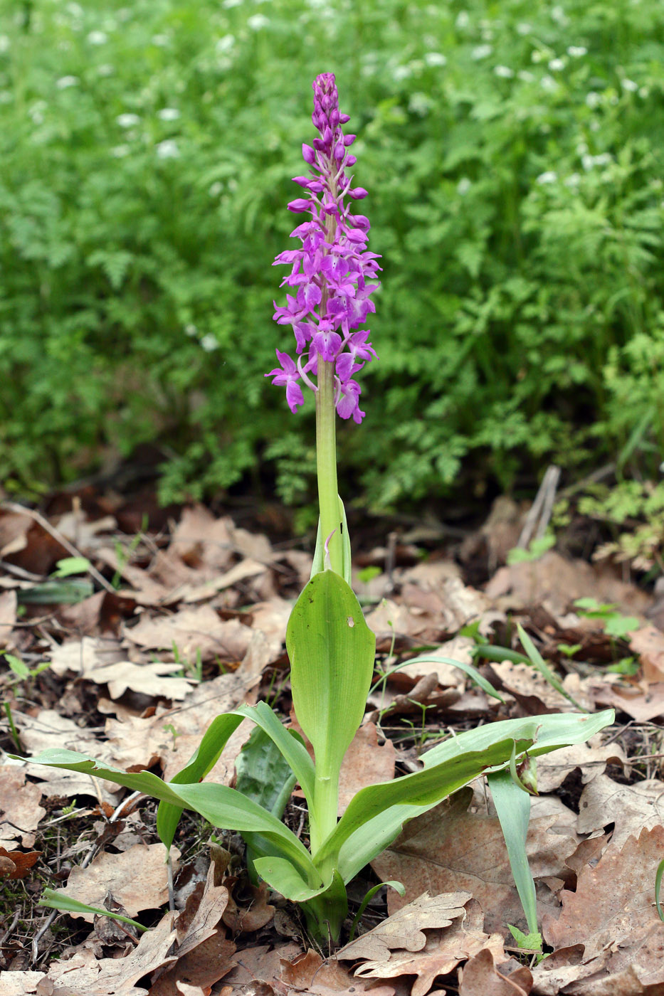 Изображение особи Orchis mascula.