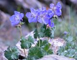 Geranium saxatile