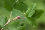 Rosa cinnamomea. Верхушка побега с бутоном. Мурманская обл., Кандалакшский р-н, Княжегубское вдхр., каменистый берег впадающего в оз. Лопское ручья. 07.07.2023.