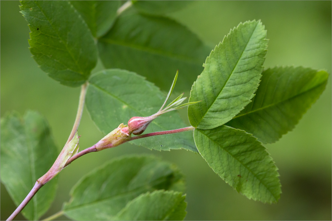 Изображение особи Rosa cinnamomea.