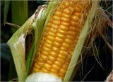 Zea mays