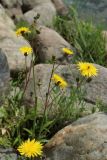 Sonchus arvensis