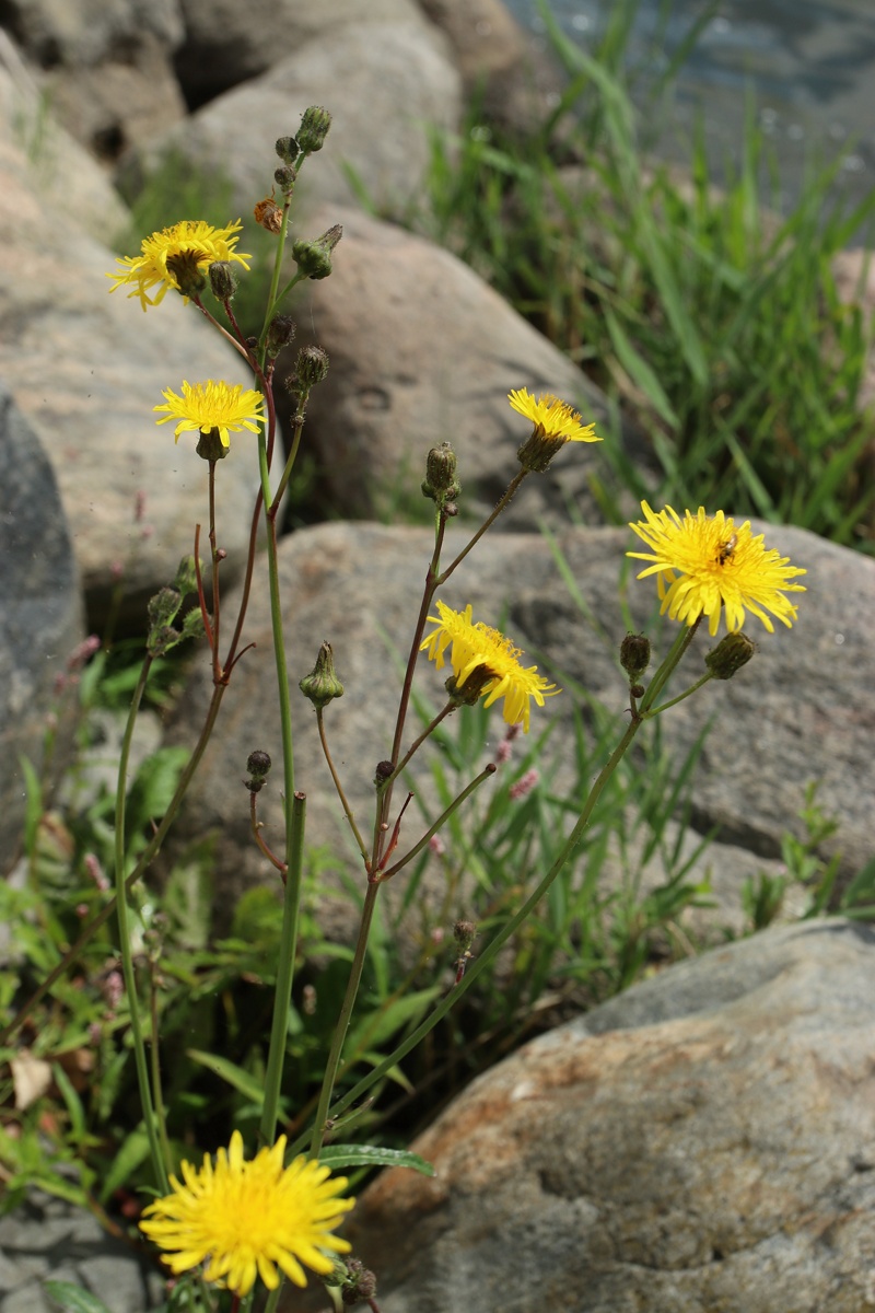 Изображение особи Sonchus arvensis.