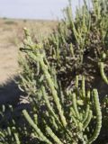 Halocnemum strobilaceum