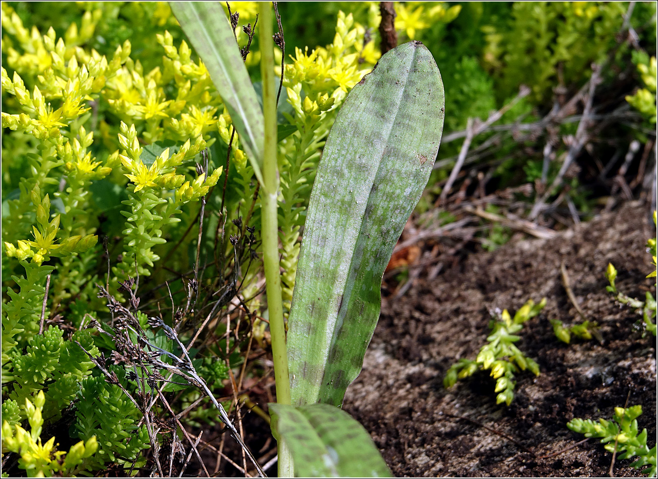 Image of Dactylorhiza fuchsii specimen.