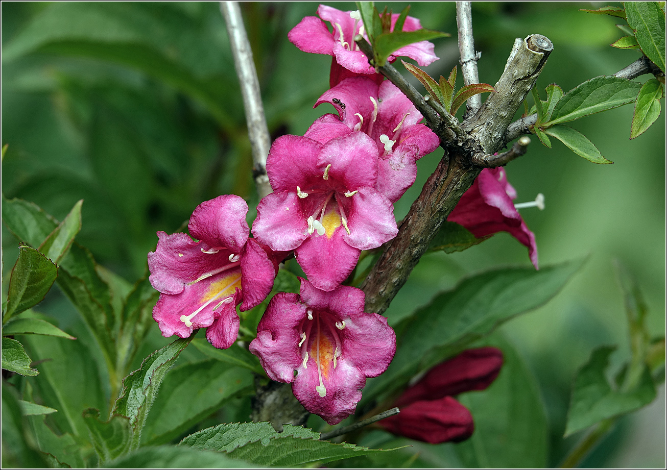 Изображение особи Weigela hybrida.