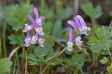 Corydalis conorhiza. Цветки и фрагменты листьев (справа - лист другого растения). Карачаево-Черкесия, Карачаевский р-н, Большой Кавказ, правый борт долины р. Узункол, южный склон горы Чатбаши в р-не \"нижних чатских ночёвок\", ≈ 2860 м н.у.м., альпийский луг. 26.07.2023.