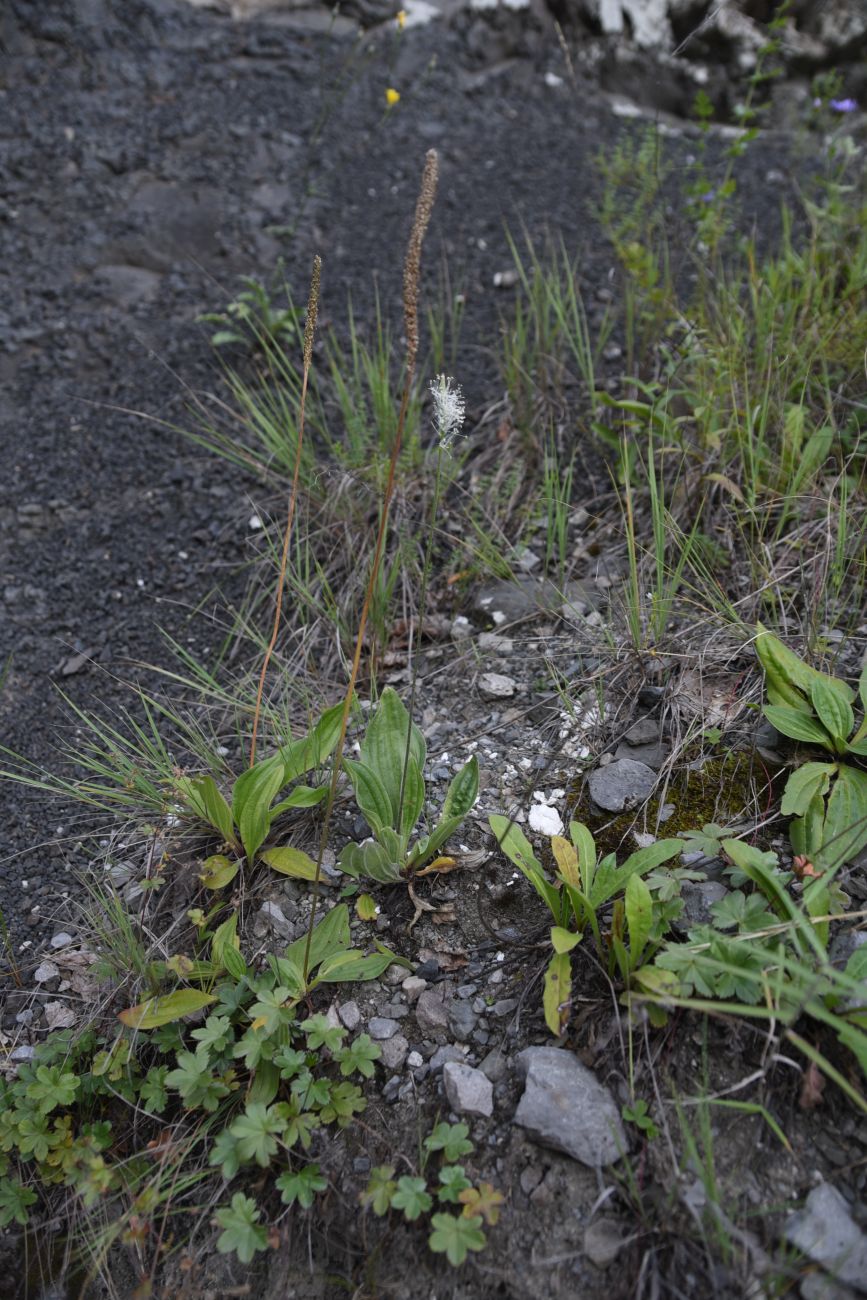 Изображение особи Plantago urvillei.