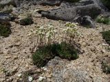 Draba magadanensis. Цветущие растения. Магаданская обл., Ольский р-н, бассейн р. Окса, крутой щебнисто-каменистый склон. 07.06.2023.