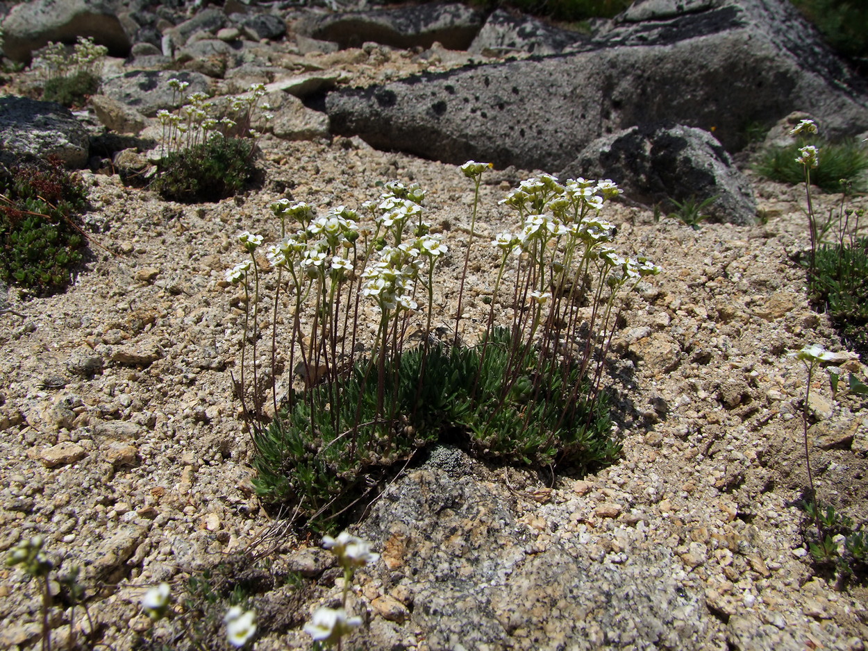 Image of Draba magadanensis specimen.