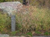 род Rhododendron. Вегетирующее растение. Краснодар, парк \"Краснодар\", Японский сад, в культуре. 01.01.2024.