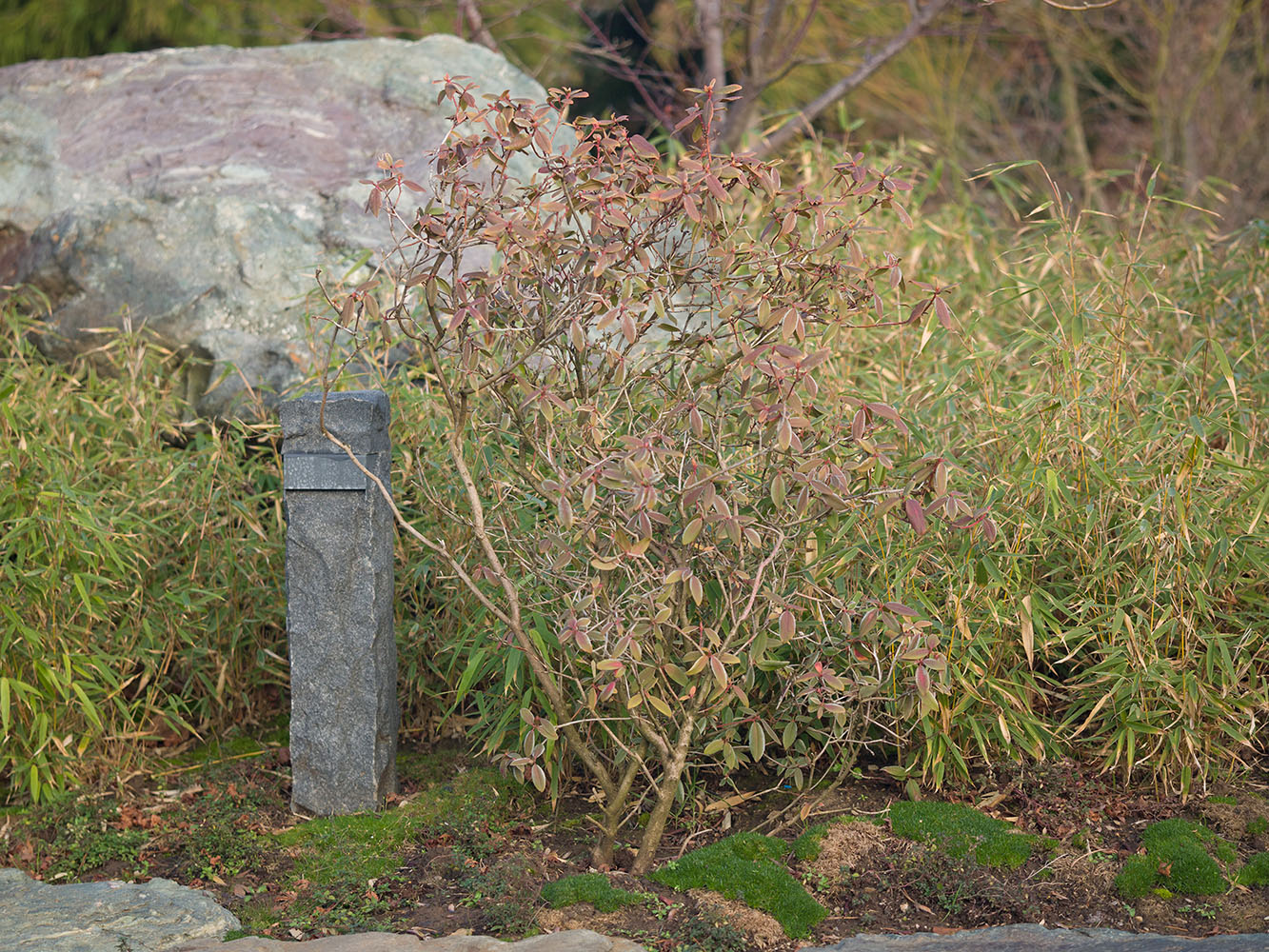 Image of genus Rhododendron specimen.