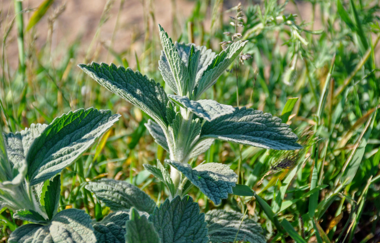 Изображение особи Marrubium vulgare.