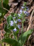 Veronica officinalis