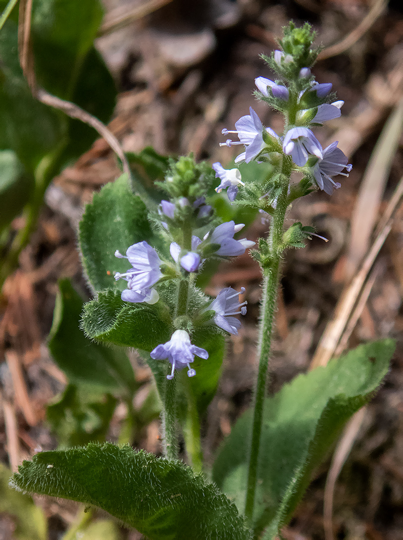 Изображение особи Veronica officinalis.